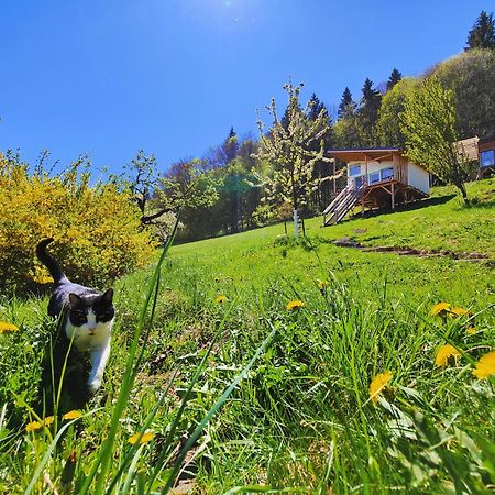 Rainbow Chalet Bran  Bagian luar foto