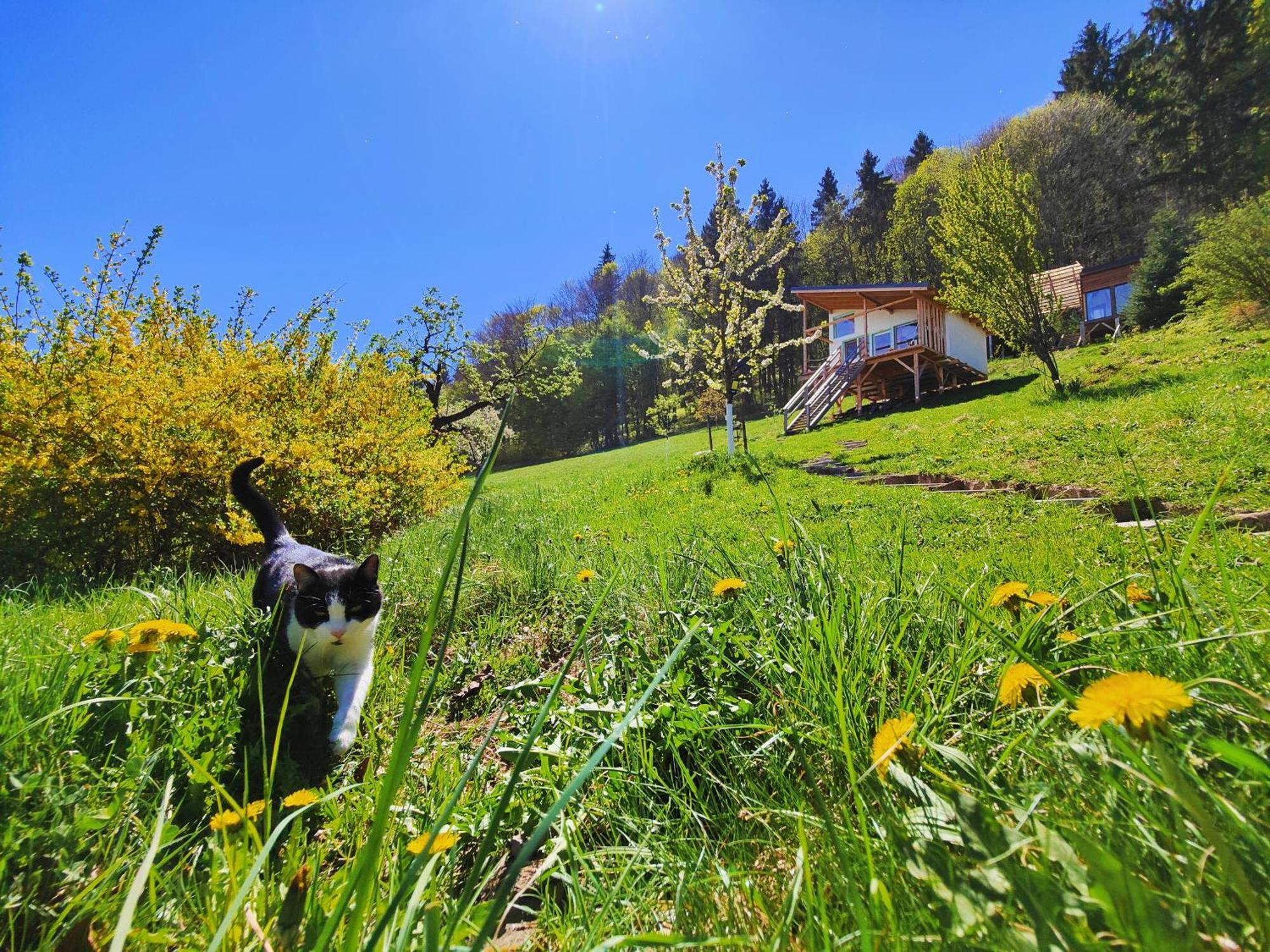 Rainbow Chalet Bran  Bagian luar foto